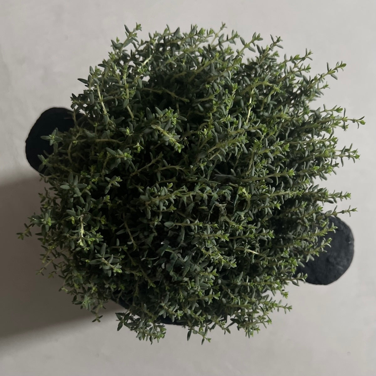 Pot - Herb