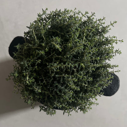 Pot - Herb